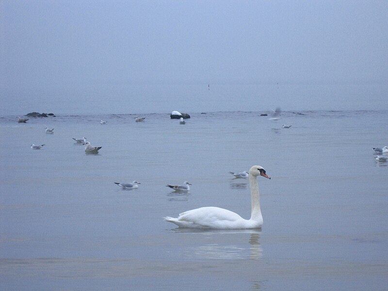 File:Darłowo-swan on taken beach.jpg