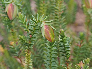 <i>Darwinia carnea</i> Species of flowering plant