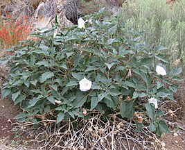 Datura wrightii plant Westgard Pass