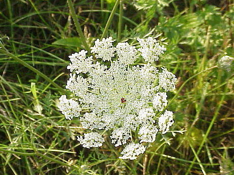 Daucus carota