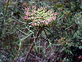 Wild Daucus carota Umbel Sierra Madrona