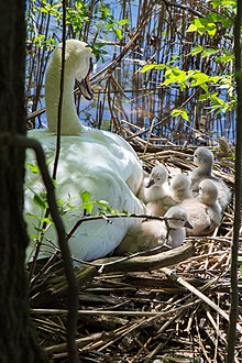 Cygnets captured one day after they hatched. Newburgh Lake, Livonia, Michigan, U.S. DayOldCygnets.jpg