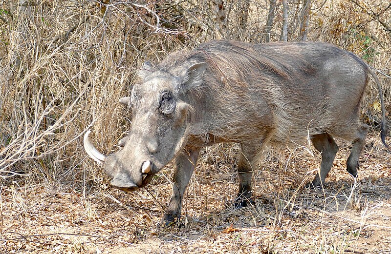 File:Day 6 Common Warthog (Phacochoerus africanus) male ... (53214018797).jpg