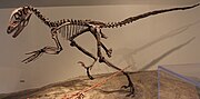 Hình thu nhỏ cho Deinonychus