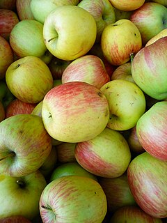 Delbarestivale Apple cultivar