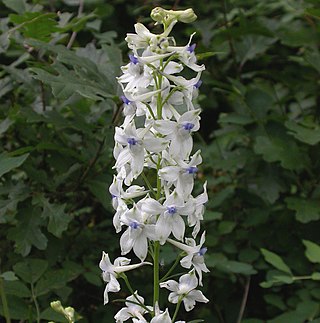 <i>Delphinium leucophaeum</i> Species of flowering plant