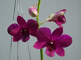 Dendrobium