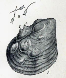 <i>Dendrodoa</i> Genus of sea squirts