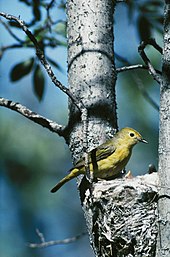 Female yellow warbler attending nestlings, Yukon Flats National Wildlife Refuge, Alaska (USA) Dendroica petechia3 CC1.jpg