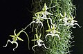 Dendrophylax lindenii