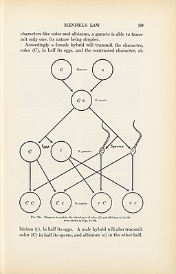 Diagram to explain the inheritance of colour Wellcome L0067084. Welcome Image, CC BY 4.0 <https://creativecommons.org/licenses/by/4.0>, via Wikimedia Commons