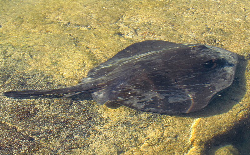 File:Diamond Stingray, Fernandina Island, Ecuador.jpg