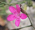 neilikkamainen (ketoneilikka, Dianthus deltoides)
