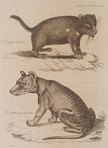Tasmanian devil and thylacine, both labelled as members of Didelphis, from Harris' 1808 description. This is the earliest known non-indigenous illustration of a thylacine. Didelphis cynocephala and Didelphis ursina, 1808.jpg