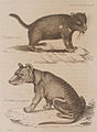 An illustration of a Tasmanian Devil and a Tasmanian Tiger.