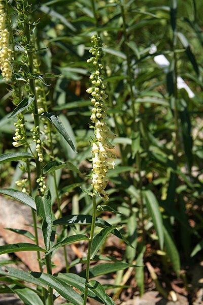 File:Digitalis micrantha 10.jpg