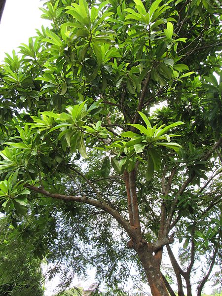 File:Dillenia indica (Elephant apple) tree in RDA, Bogra 01.jpg