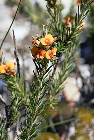 <i>Dillwynia brunioides</i> Species of flowering plant