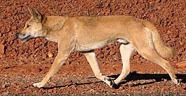 Dingo em Glen Helen Gorge, Território do Norte