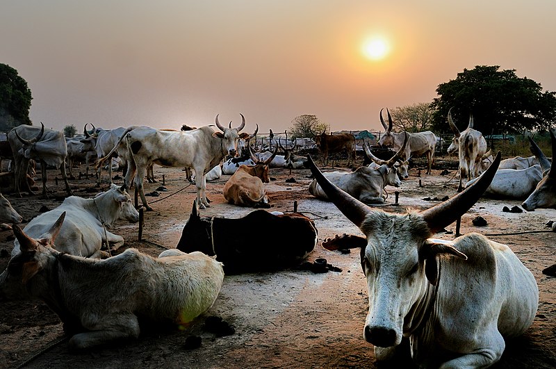 File:Dinka Catle, Wau, Sudan - panoramio.jpg