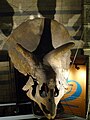 Triceratops koponya