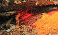 Disco Clam (Ctenoides ales) (8456052819) .jpg