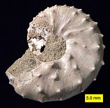 Discoscaphites iris ammonite from the Owl Creek Formation (Upper Cretaceous), Owl Creek, Ripley, Mississippi DiscoscaphitesirisCretaceous.jpg