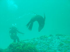 Diver and seal at Pie Rock