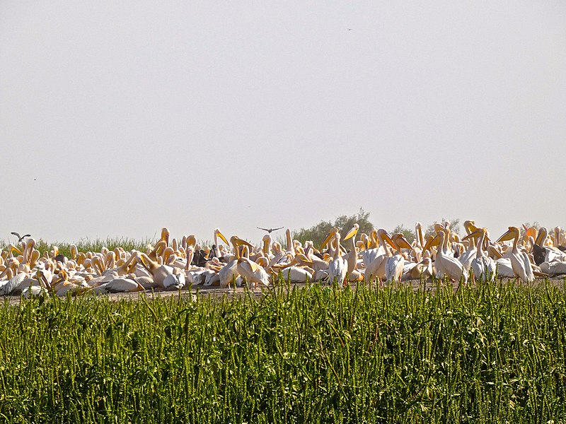 File:Djoudj National Park 032 (31692313717).jpg