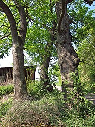 Three oaks near Elfershausen, 2.jpg