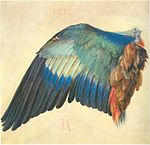 Blåkråkas vinge 1512.