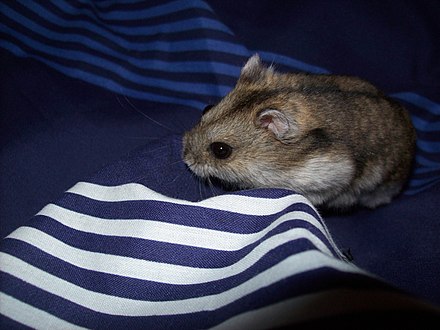 Кэмпбелл хомяк. Campbell Dwarf Hamsters. Phodopus campbelli. Кэмпбелла хомяк Вики. Полосатый хомяк.