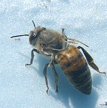 Honey bee infected with deformed wing virus Dwv honey bee.jpg