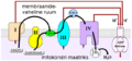 Pisipilt versioonist seisuga 11. november 2013, kell 14:06