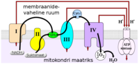 Tulemuse "Mitokondriaalne hingamisahel" pisipilt