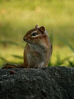 Eastern Chipmunk