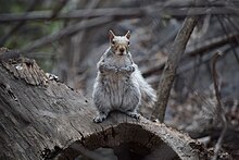 Eastern Grey Squirrel on Log in Central Park