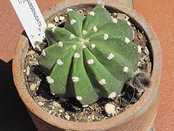 Echinopsis subdenudata