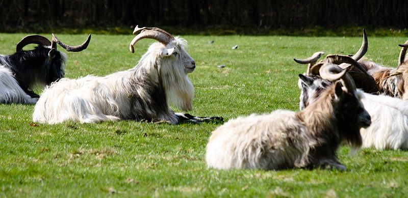 File:Een rijtje landgeiten.jpg