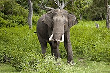 Wildlife of India - Wikipedia
