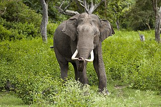 <span class="mw-page-title-main">Asian elephant</span> Species of mammal in the family Elephantidae