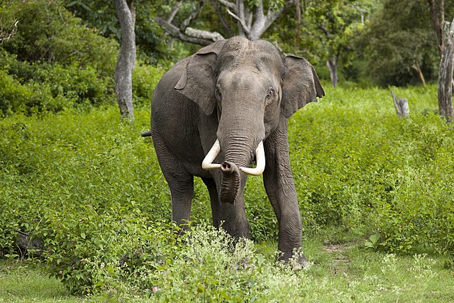 Elephant Trunk, The Amazing Conservation Tool