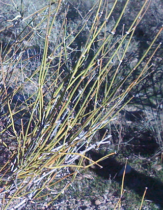 <i>Ephedra fasciculata</i> Species of seed-bearing shrub