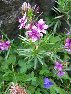 Fleischer's willowherb (Epilobium fleischeri)