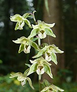 Epipactis × schulzei