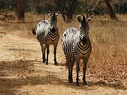 Stäppzebra: Kännetecken, Utbredning, Levnadssätt