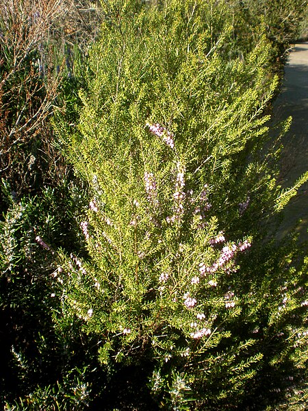 File:Erica erigena 1c.JPG