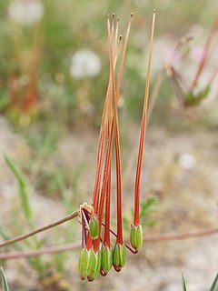 Die Reiherschnäbel (Erodium) 