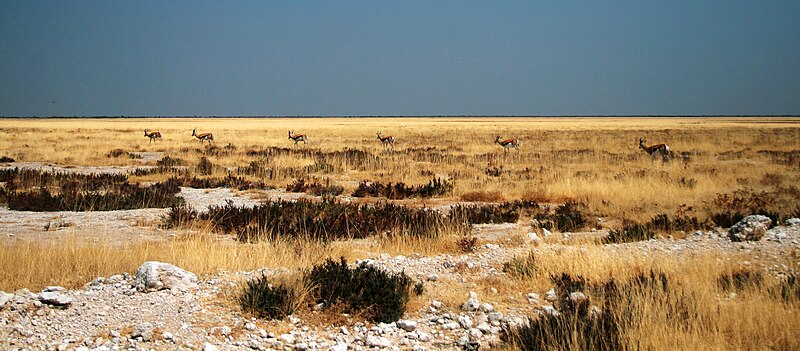 File:Etosha Pan Springbok (3406787513).jpg