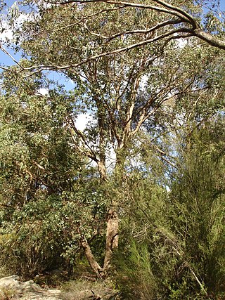 <i>Eucalyptus baueriana</i> Species of eucalyptus